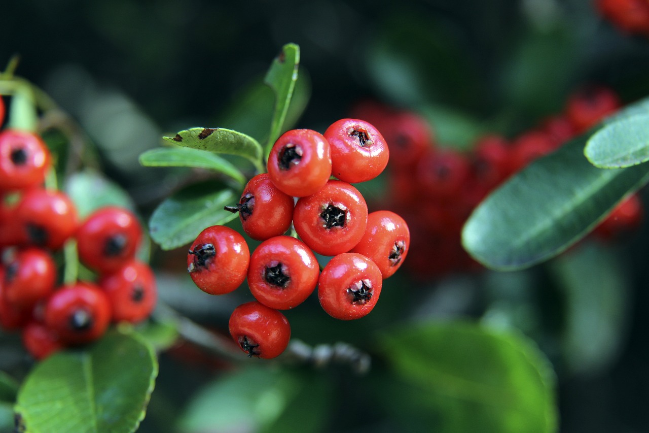 将展现了他 将展现了他