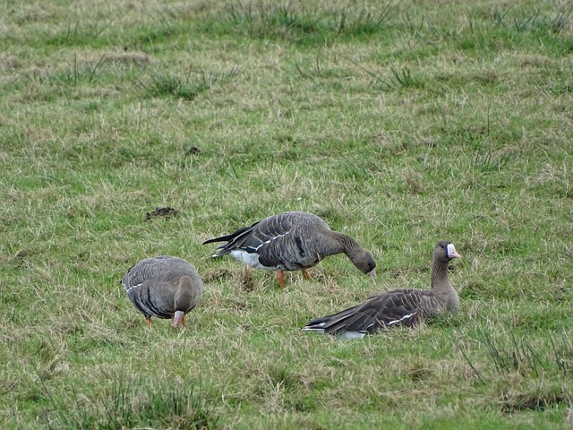 新世俱杯的 新世俱杯的