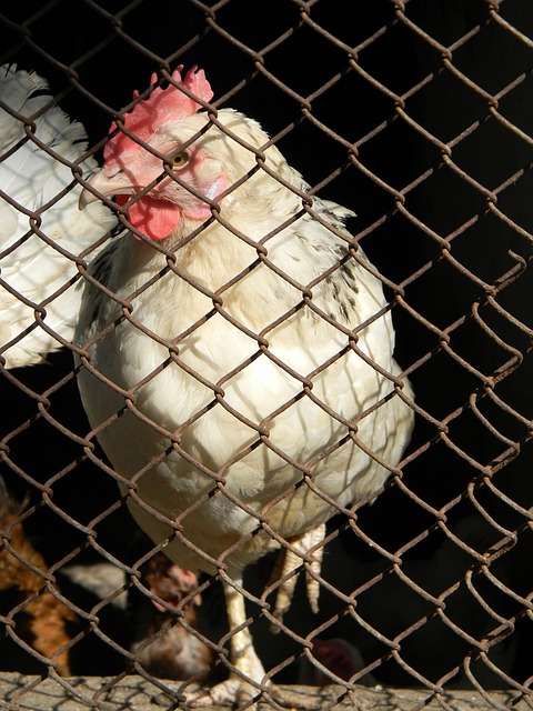 天会属于他 天会属于他